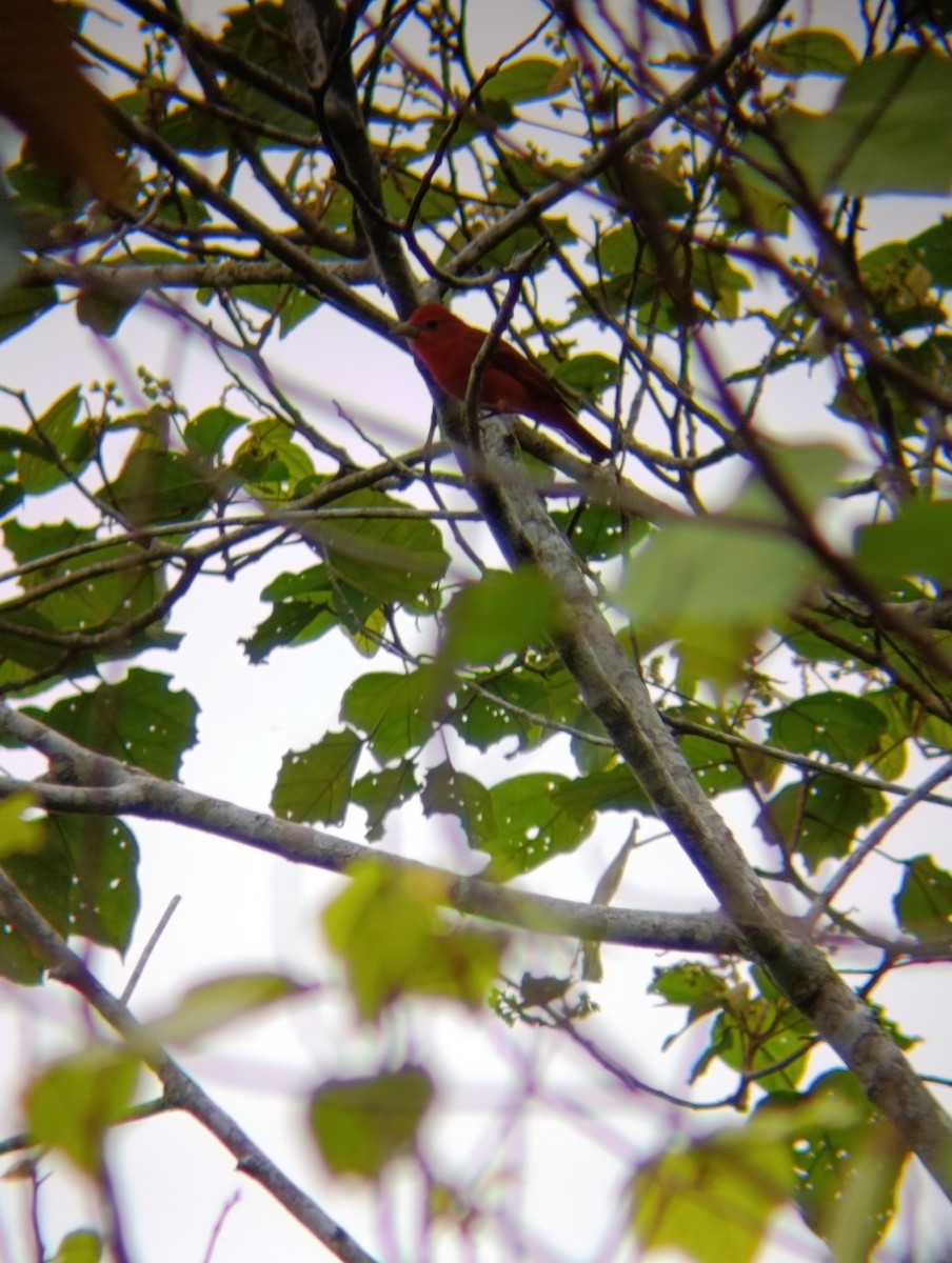 Summer Tanager - ML647176382