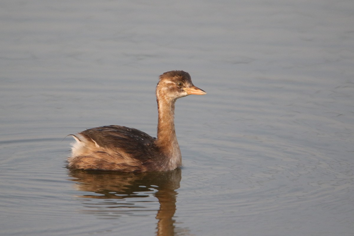 Little Grebe - ML647176385