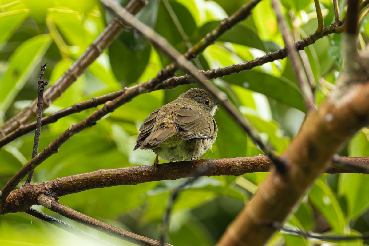 Spectacled Bulbul - ML647176386