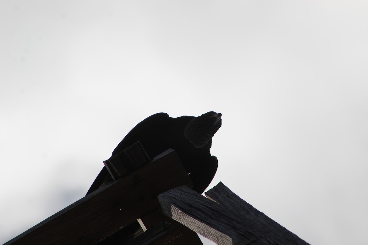 Black Vulture - ML647176387