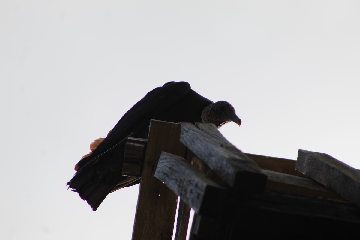 Black Vulture - ML647176388
