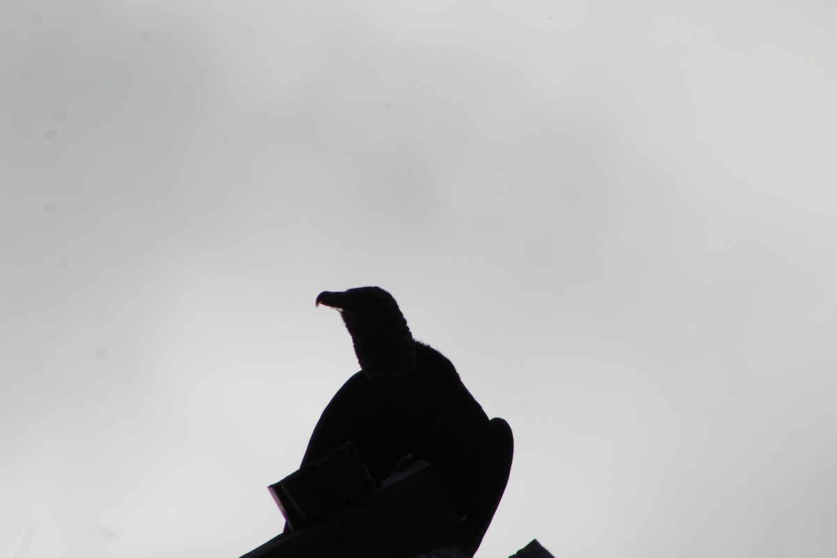 Black Vulture - ML647176389