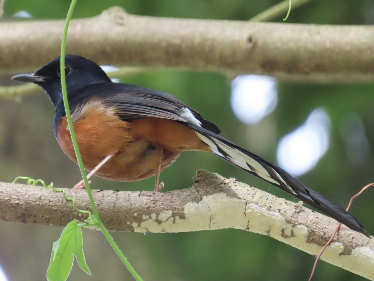 白腰鵲鴝 - ML647176420