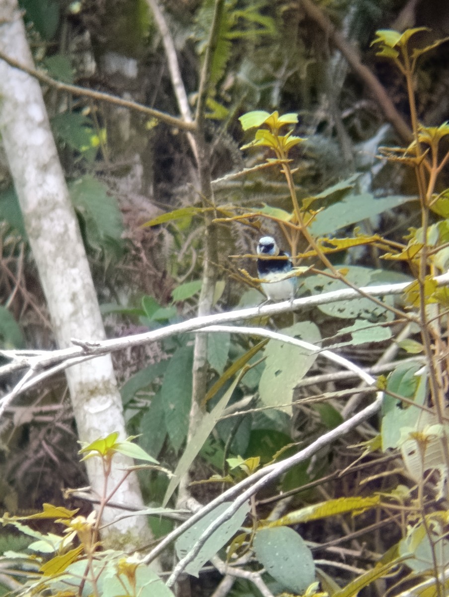 Золотистоголовая танагра - ML647176421