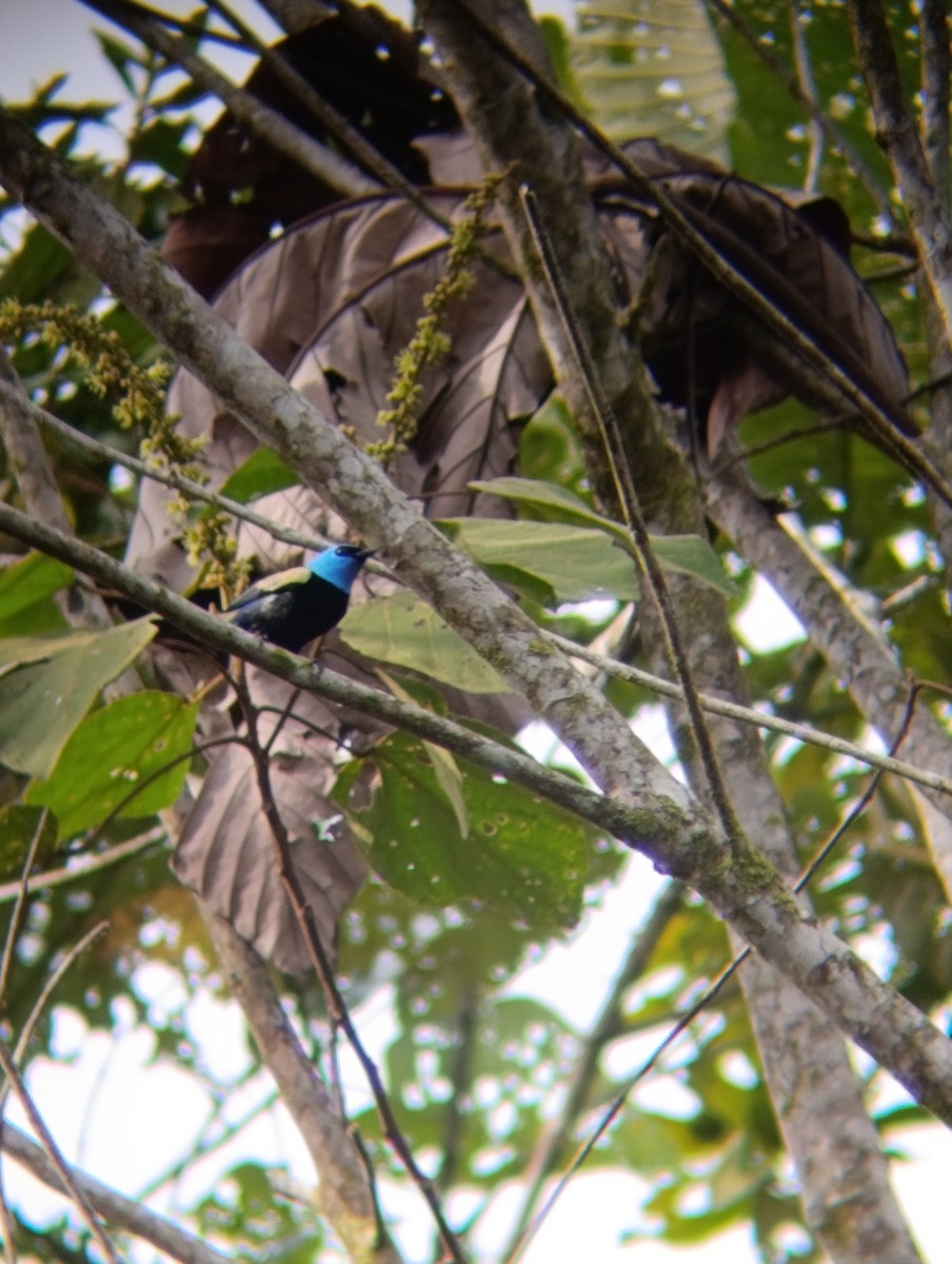 Лазурноголовая танагра - ML647176428