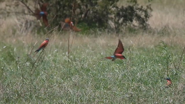 Southern Carmine Bee-eater - ML647176433
