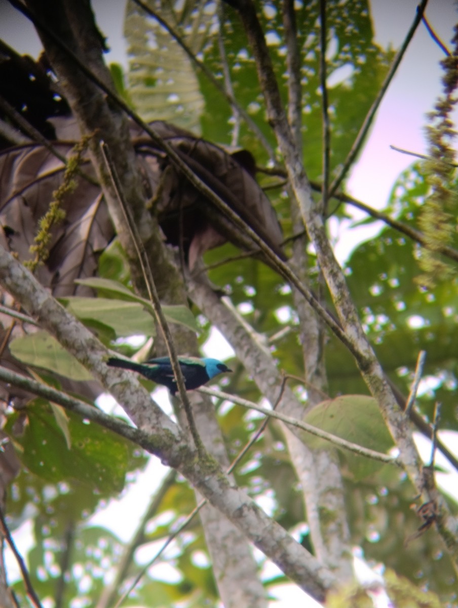 Лазурноголовая танагра - ML647176434