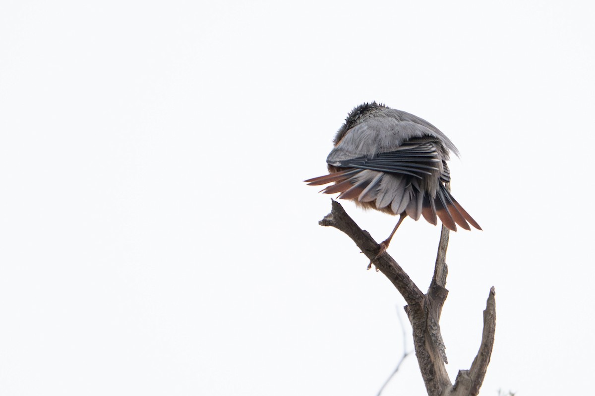 Chestnut-tailed Starling - ML647176439