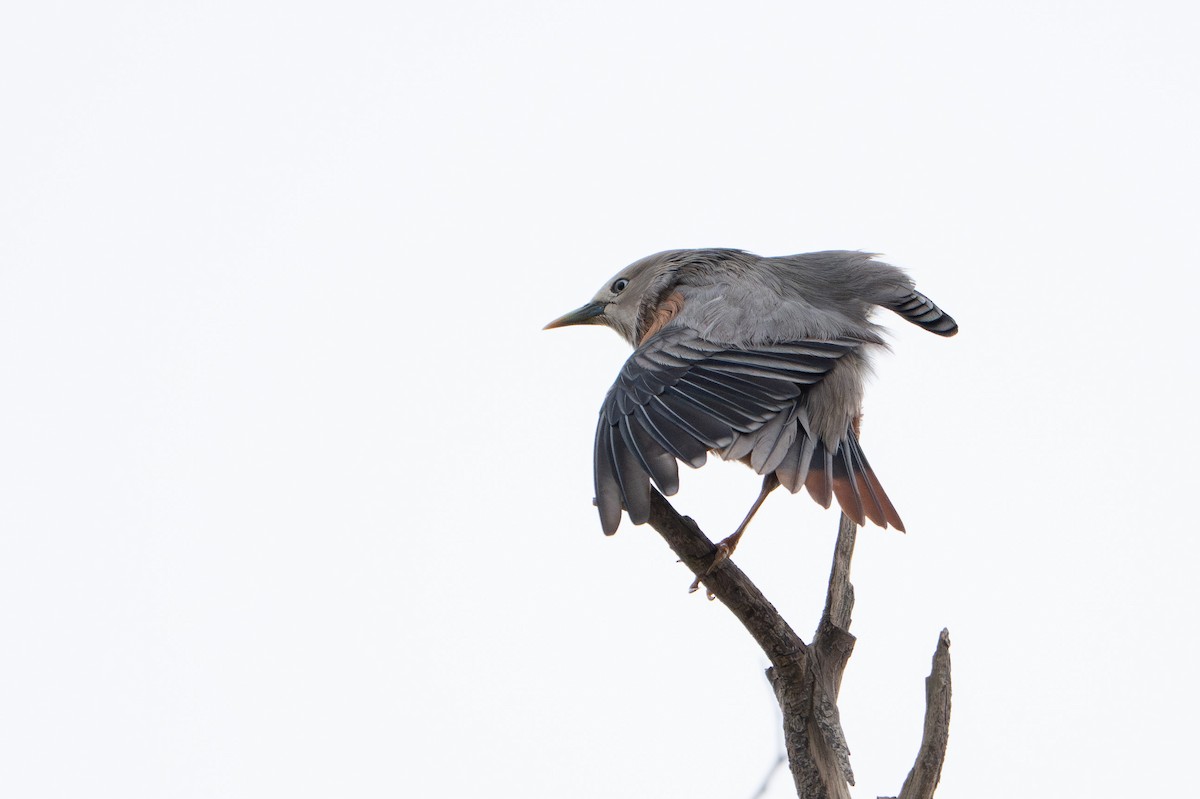 Chestnut-tailed Starling - ML647176440