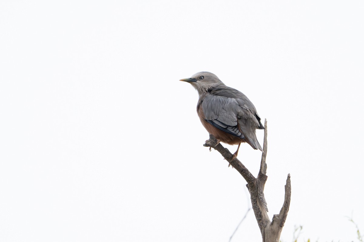 Chestnut-tailed Starling - ML647176442