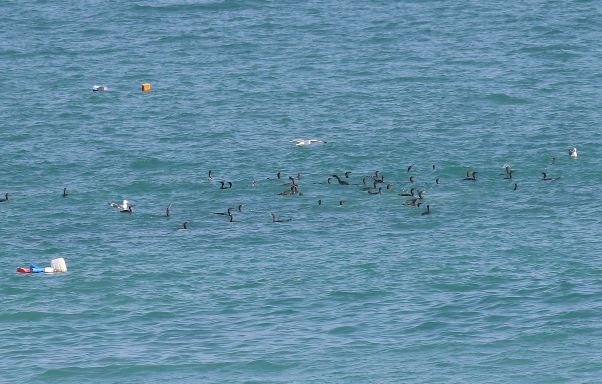 Socotra Cormorant - ML647176464