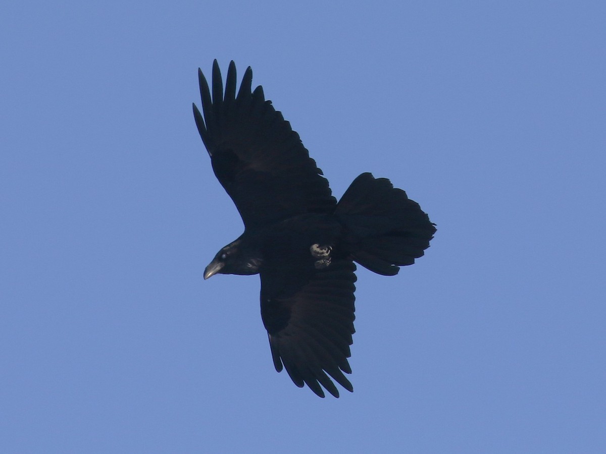 Kolkrabe - ML647176475