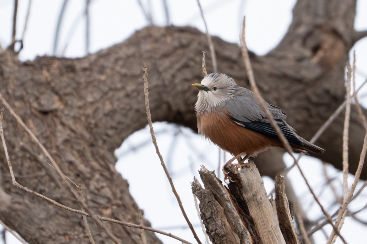 Chestnut-tailed Starling - ML647176481