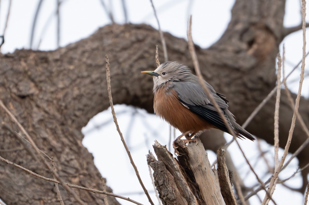Chestnut-tailed Starling - ML647176482