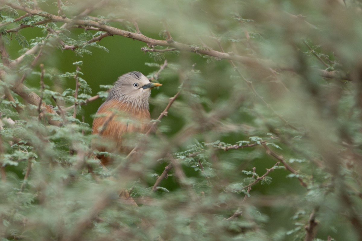 Chestnut-tailed Starling - ML647176483