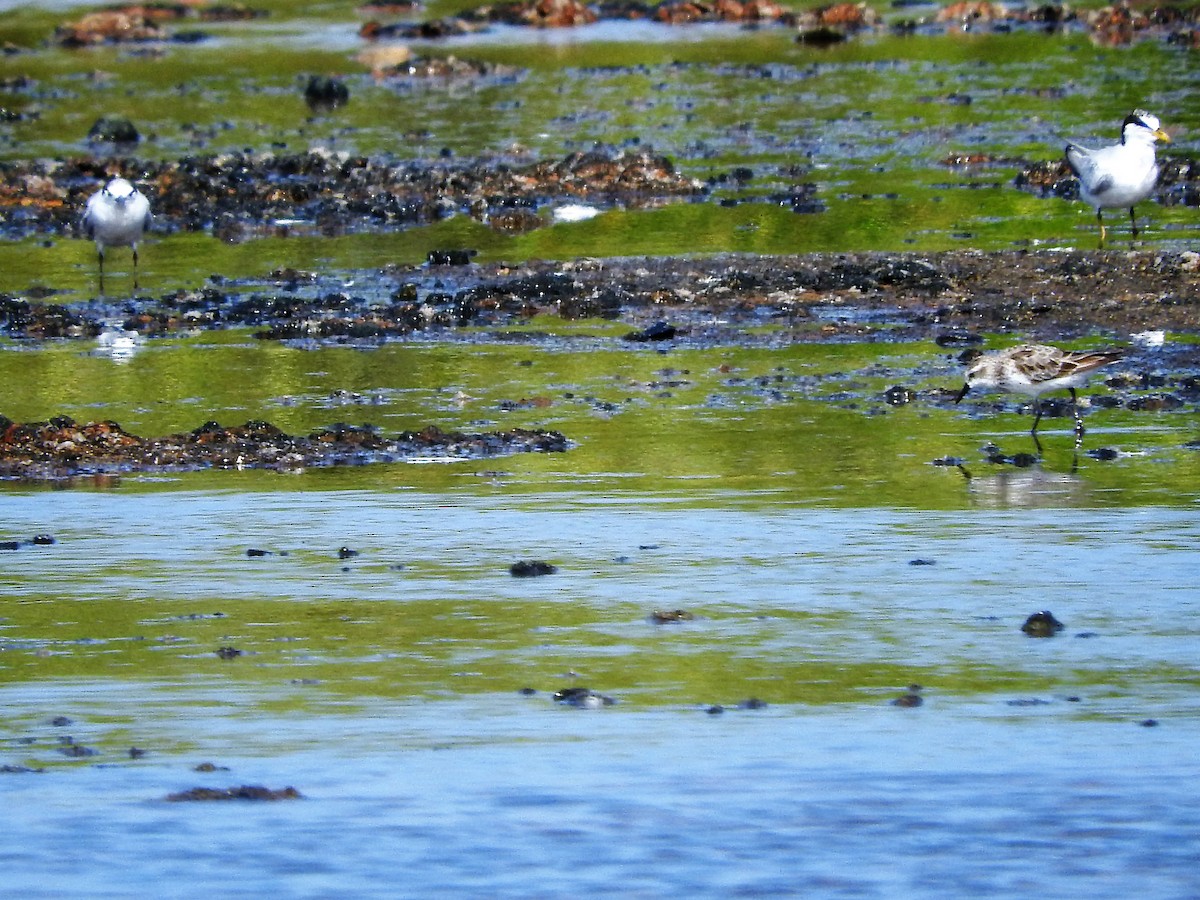 Bécasseau semipalmé - ML647176490