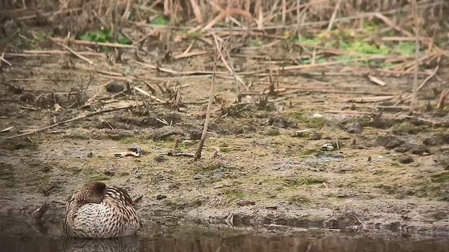 Marbled Duck - ML647176492