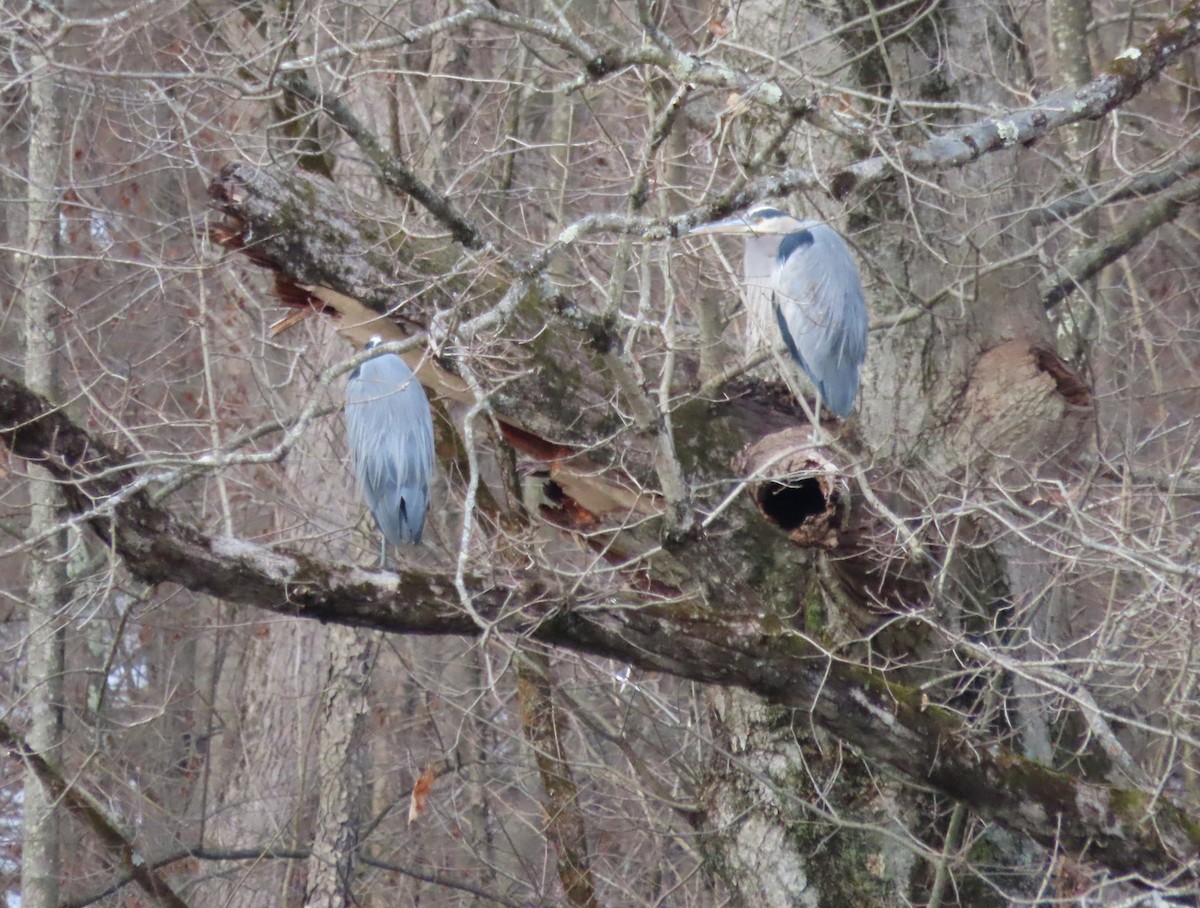 Great Blue Heron - ML647176517