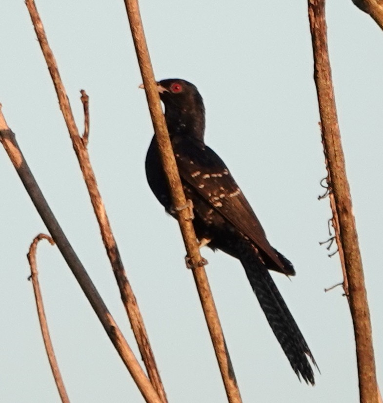 Asian Koel - ML647176518