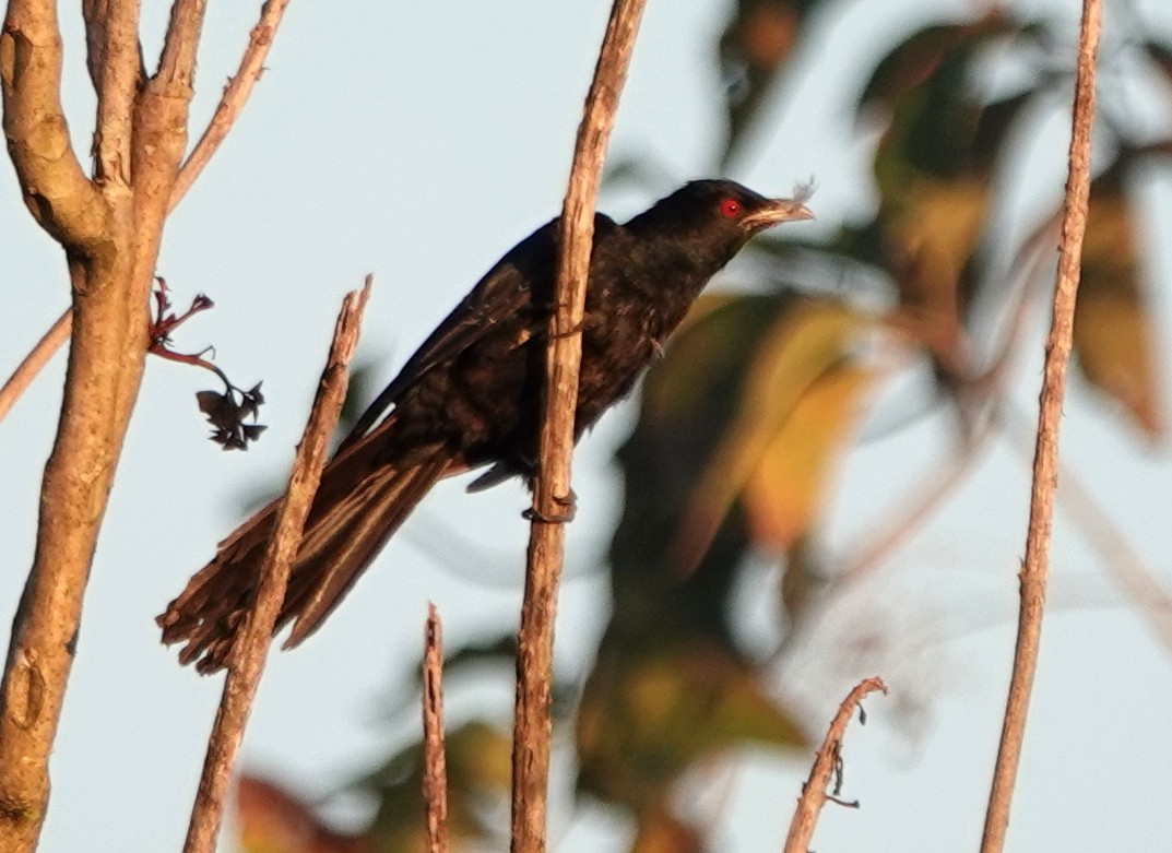 Asian Koel - ML647176520