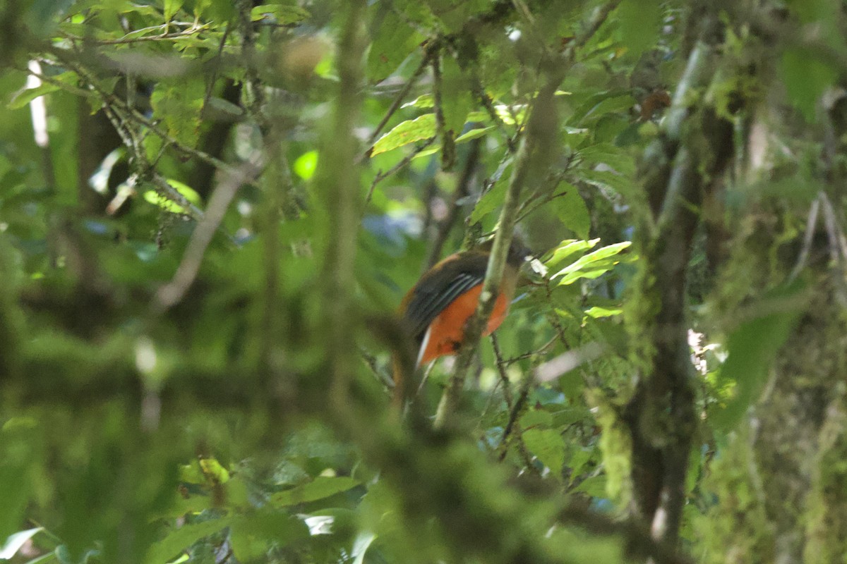 Красноголовый трогон - ML647176537