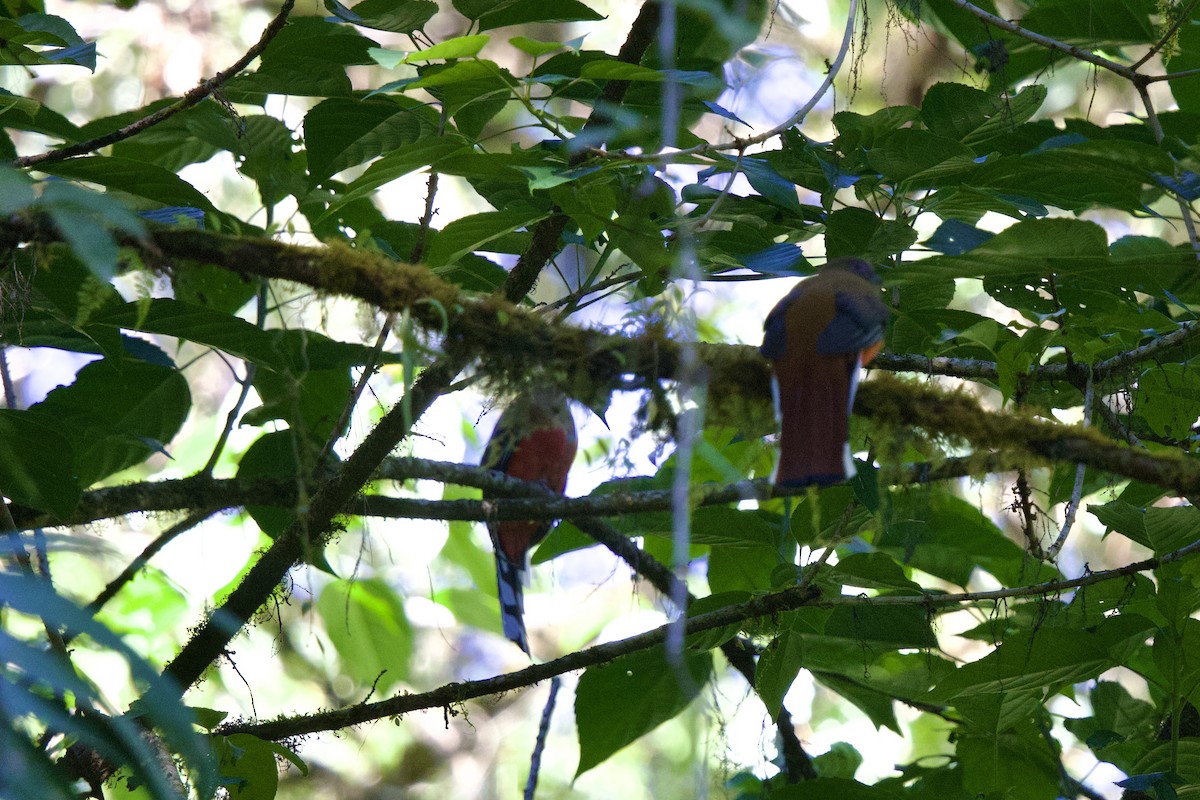 Красноголовый трогон - ML647176538