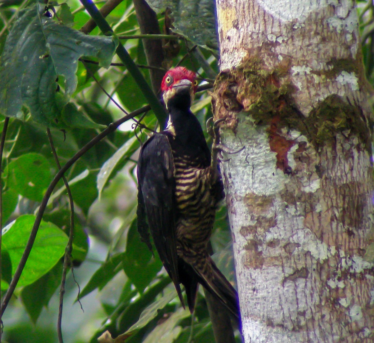 Guayaquil Woodpecker - ML647176541