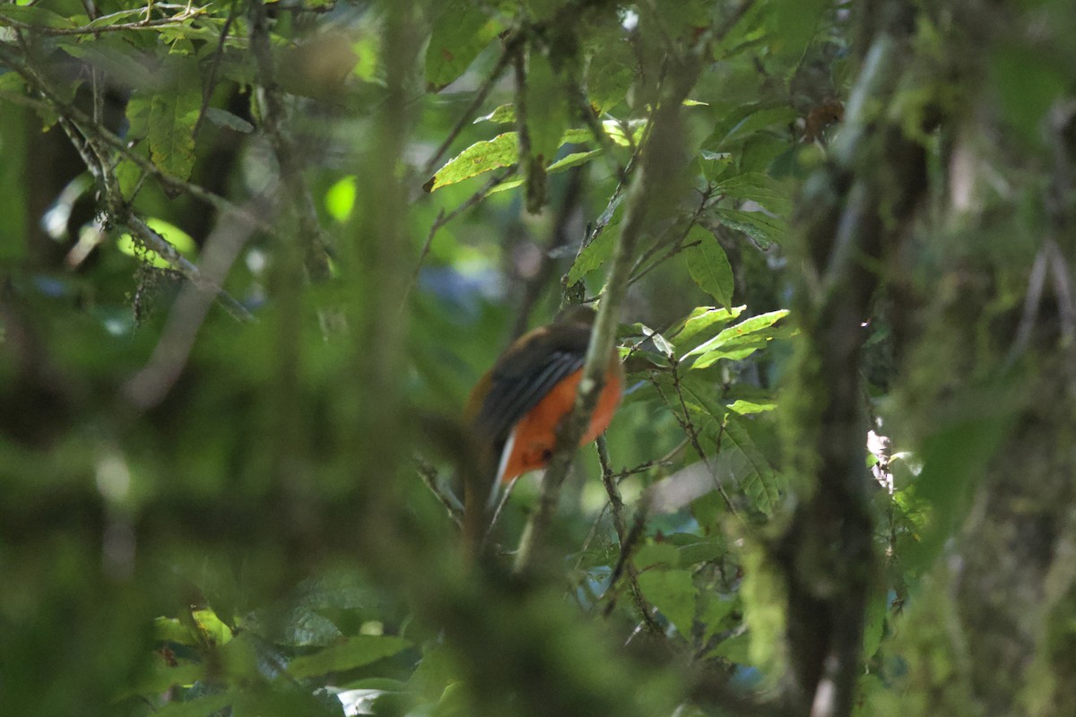Красноголовый трогон - ML647176548