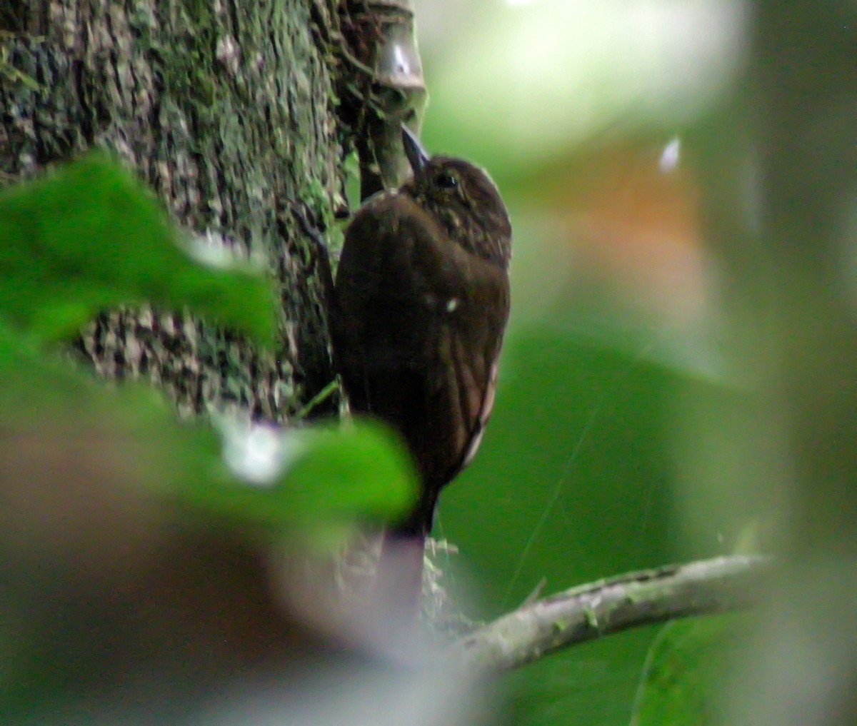 Wedge-billed Woodcreeper - ML647176549