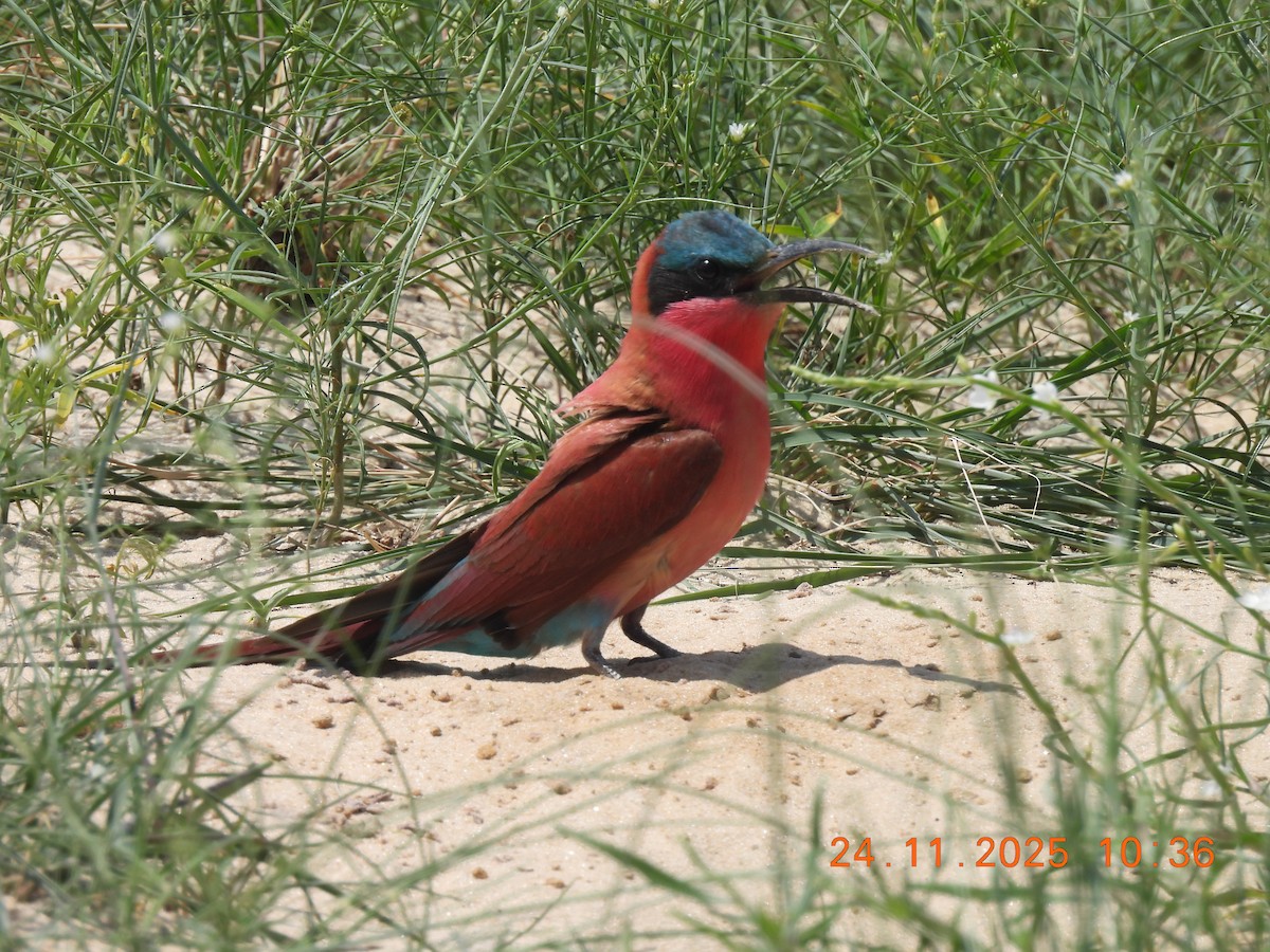 Southern Carmine Bee-eater - ML647176550