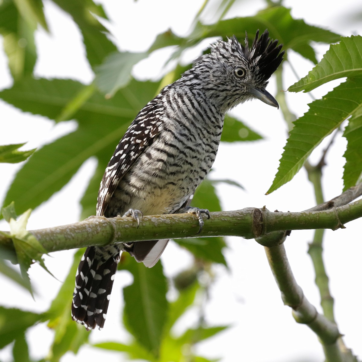 båndmaurvarsler (doliatus gr.) - ML647176568