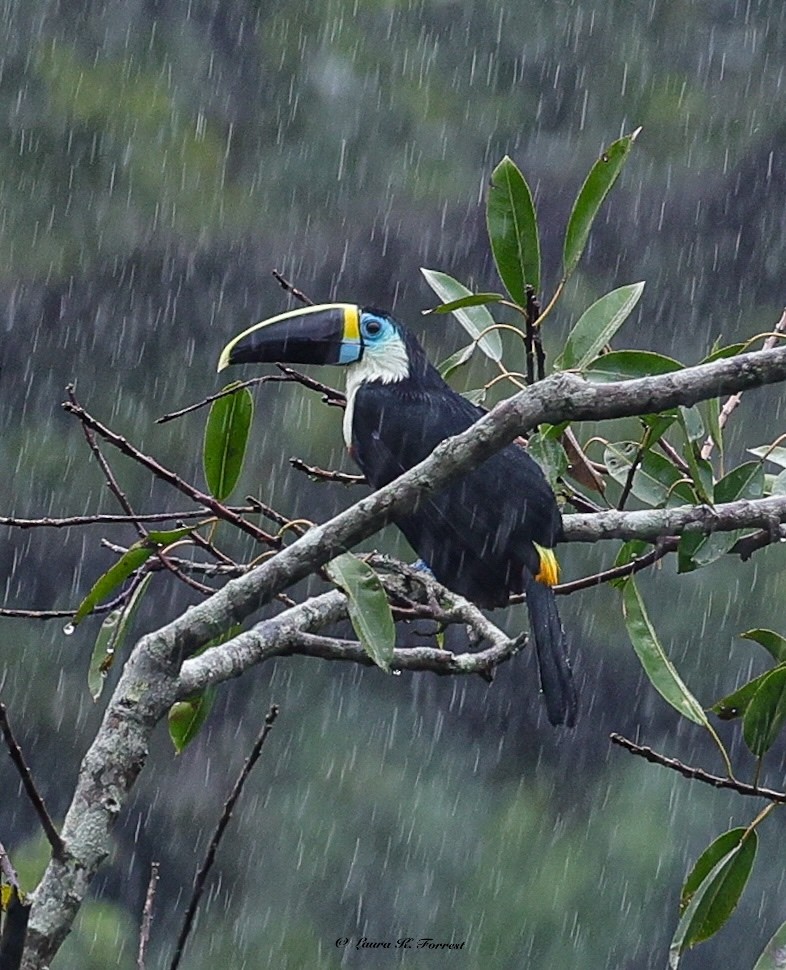 Tucán Pechiblanco - ML647176570