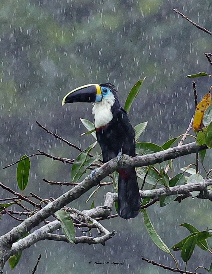 Tucán Pechiblanco - ML647176571