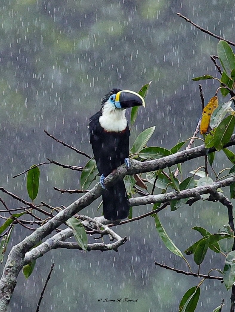 Tucán Pechiblanco - ML647176572