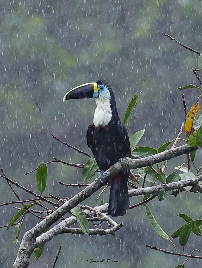 Tucán Pechiblanco - ML647176573