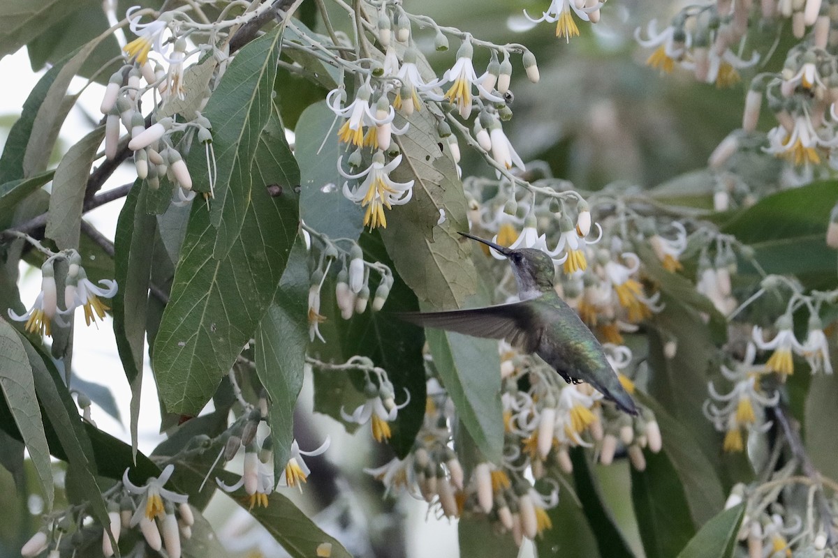 Колібрі рубіновогорлий - ML647176580