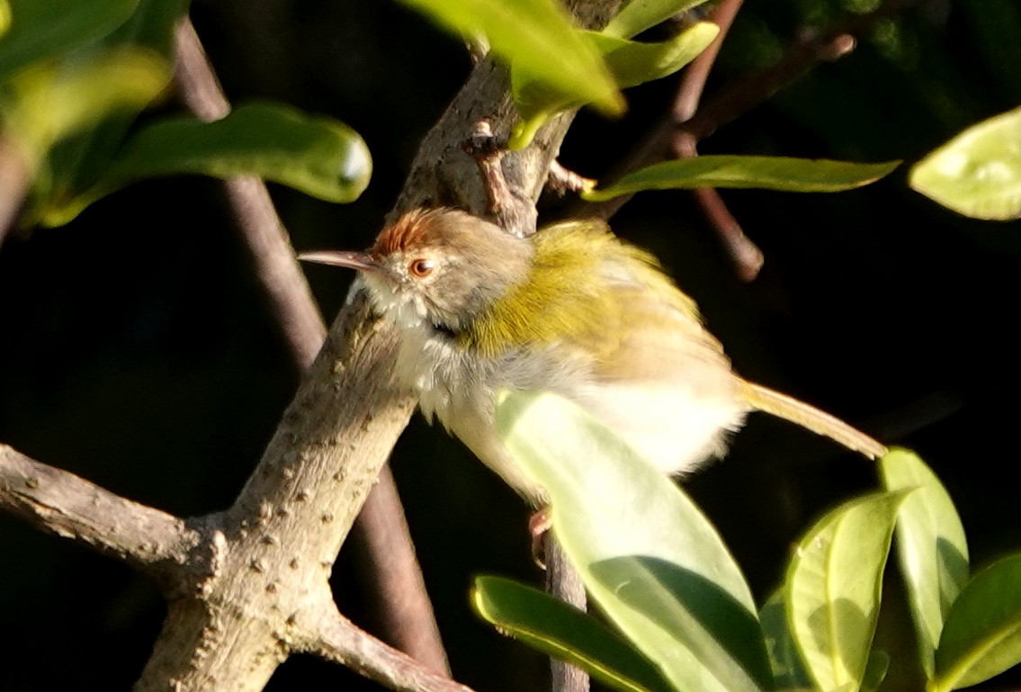 Common Tailorbird - ML647176581