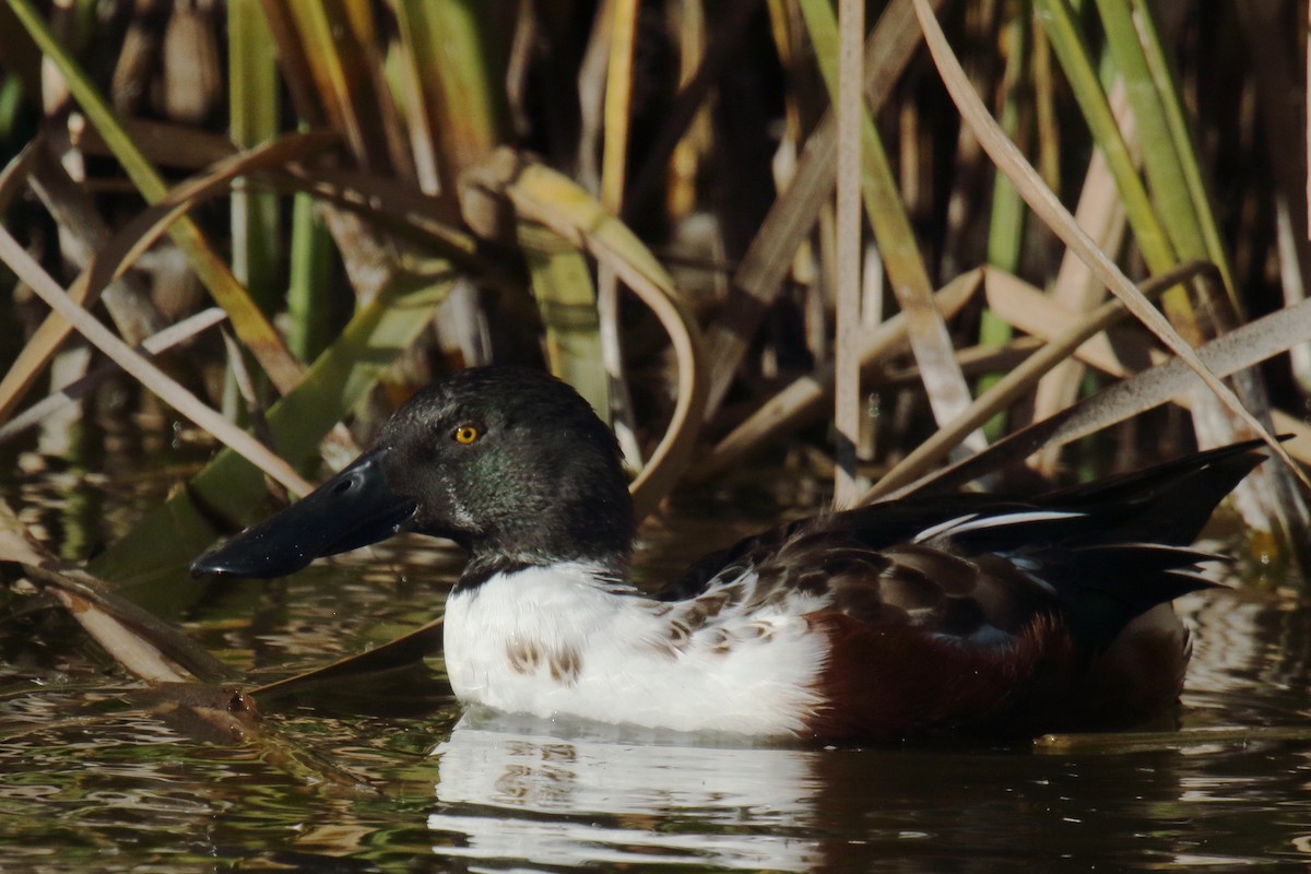 Cuchara Común - ML647176583