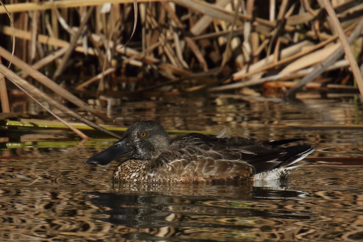 Cuchara Común - ML647176584