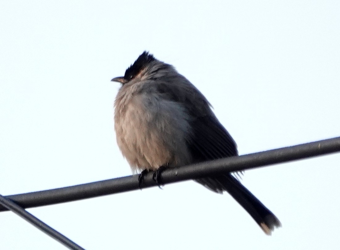 Bulbul Ventridorado - ML647176598