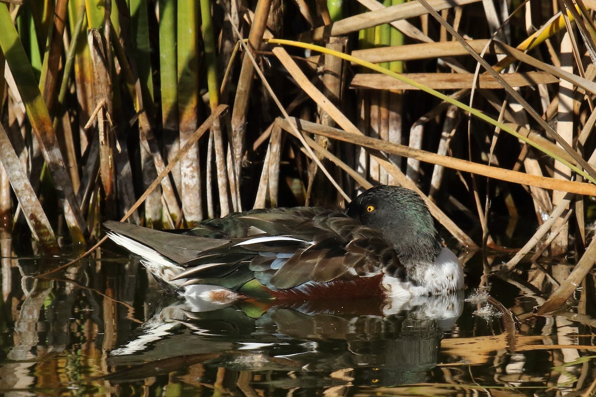 Cuchara Común - ML647176637