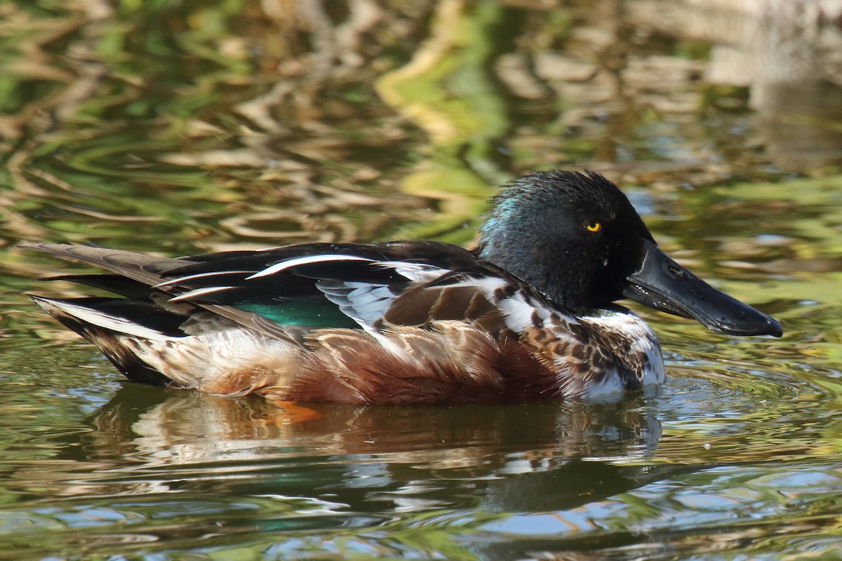 Cuchara Común - ML647176648