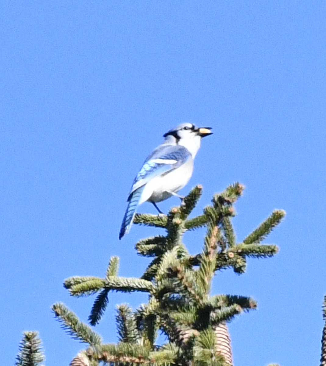 Blue Jay - ML647176654
