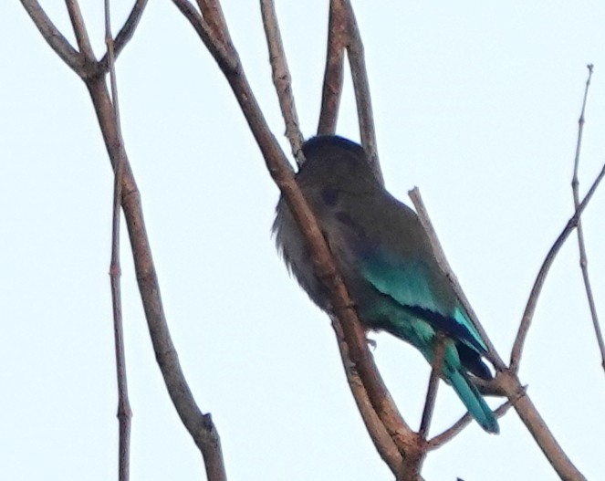 Indochinese Roller - ML647176666