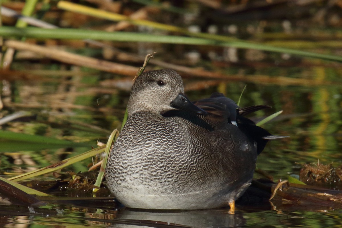 Gadwall - ML647176670