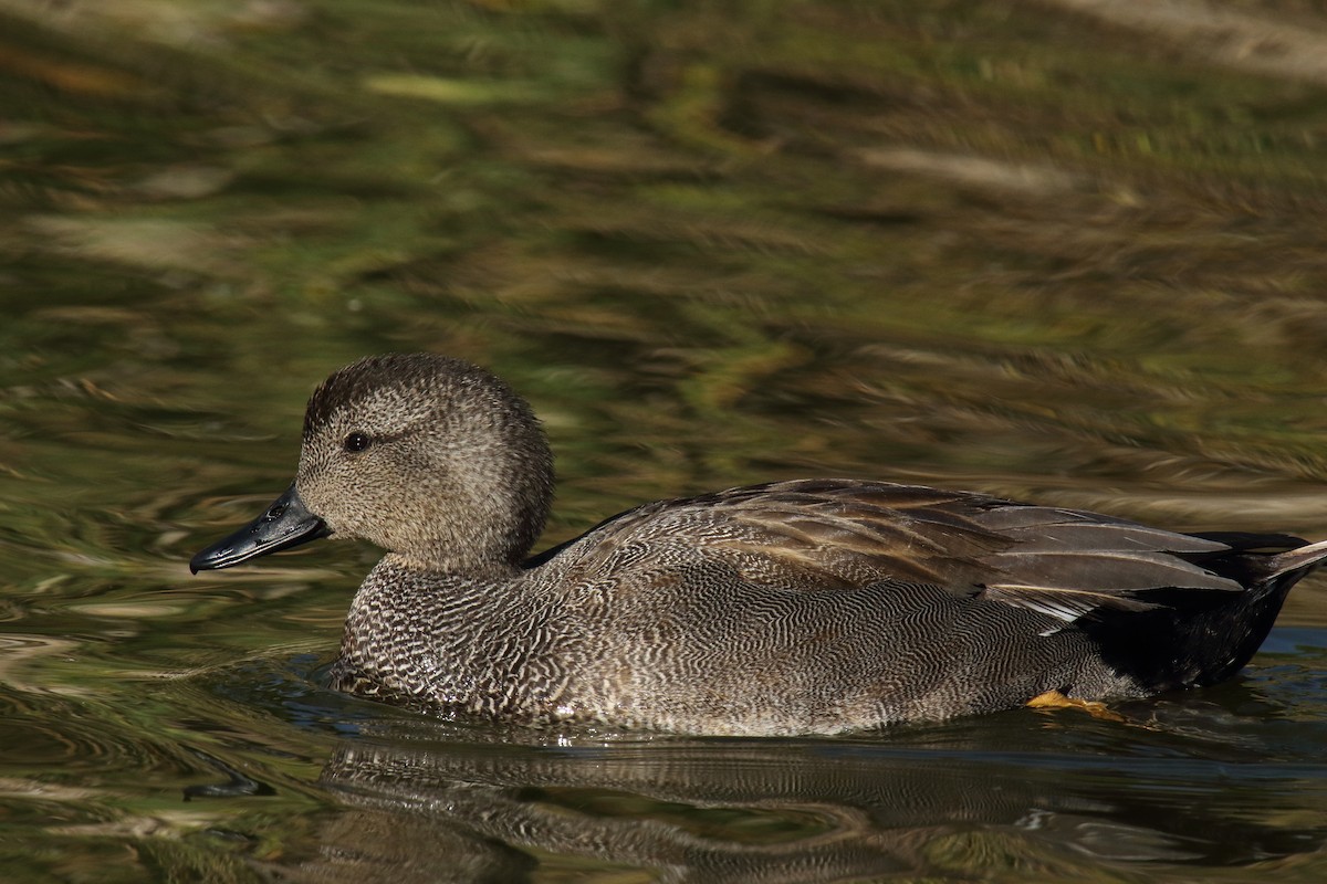 Gadwall - ML647176671