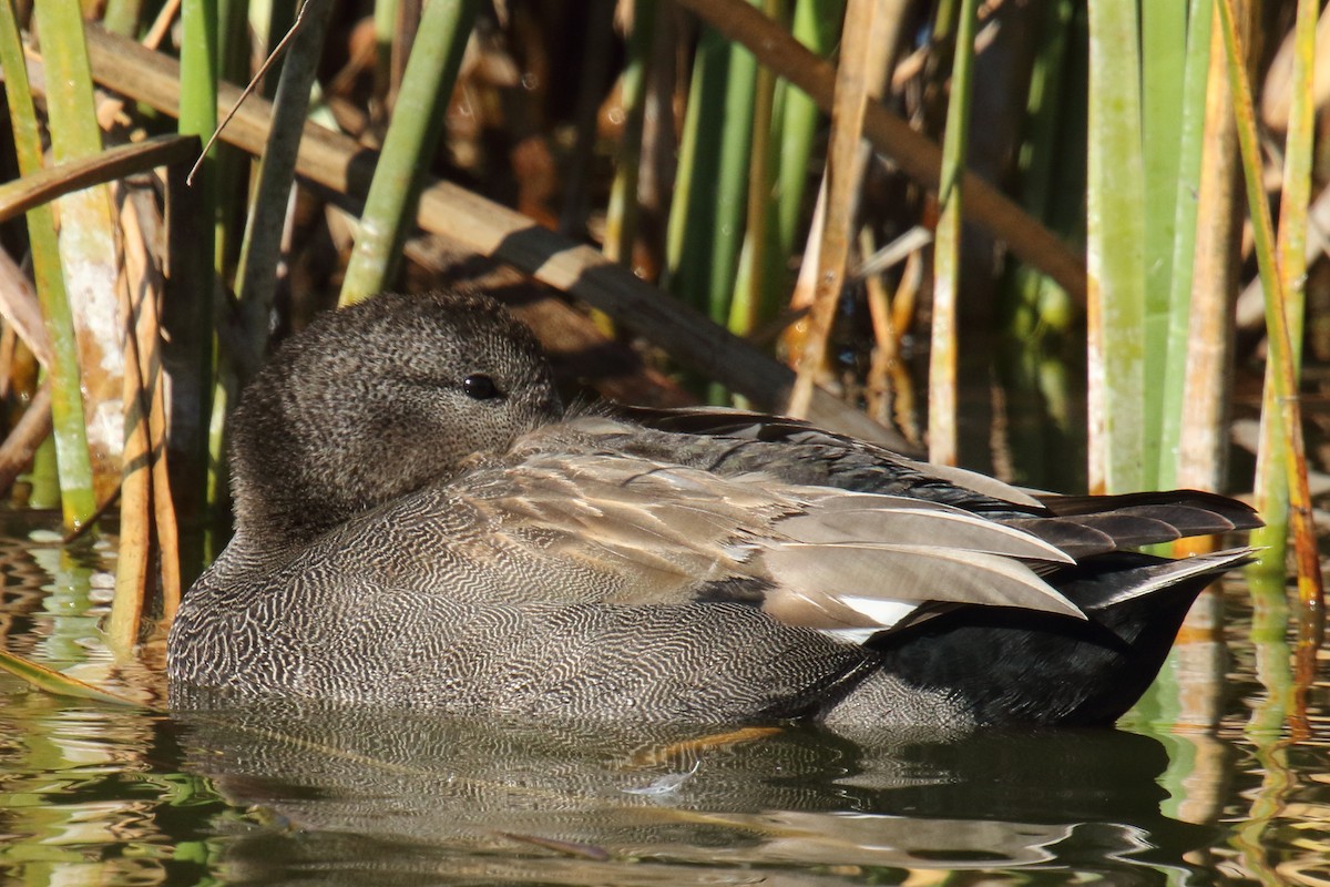 Gadwall - ML647176675
