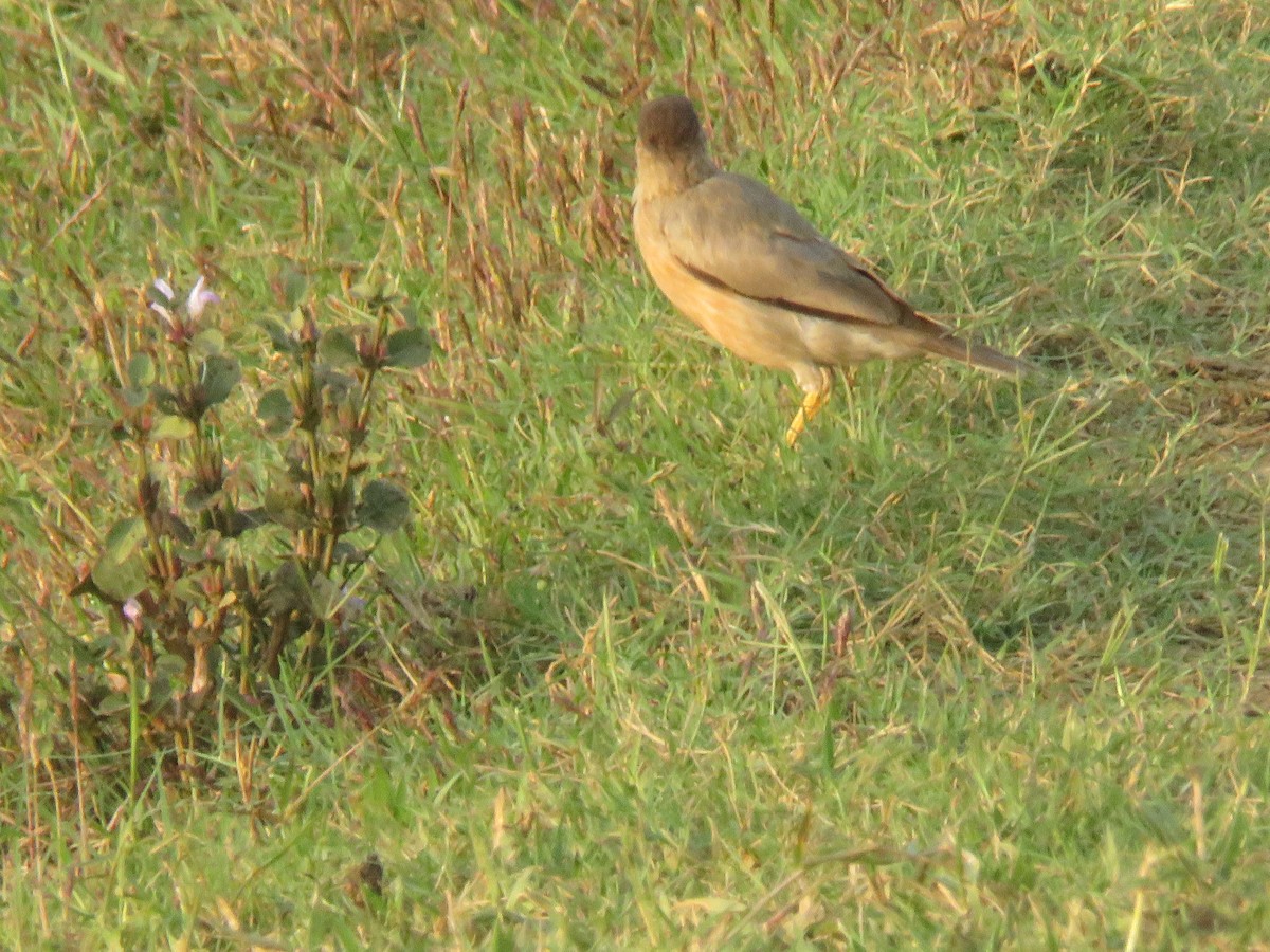 ズグロムクドリ - ML647176678