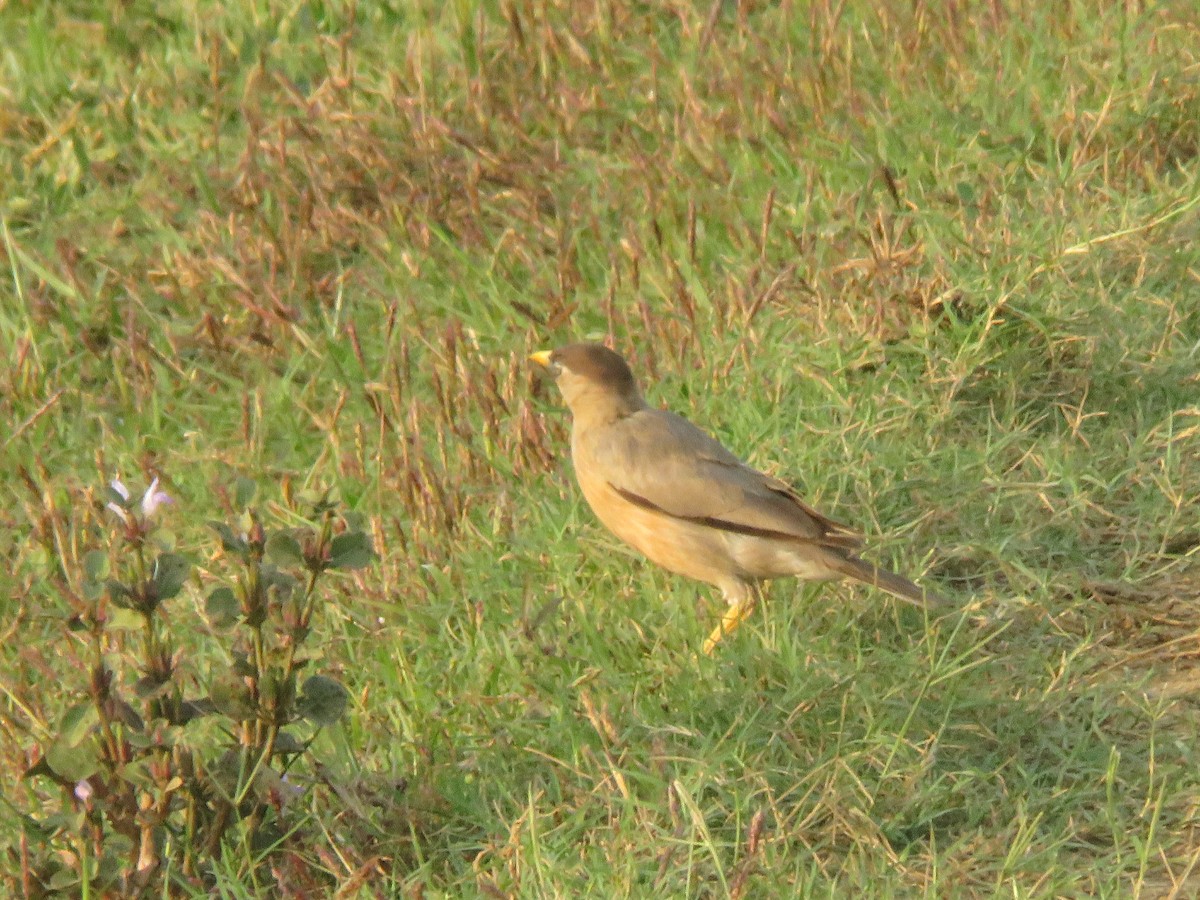 ズグロムクドリ - ML647176679