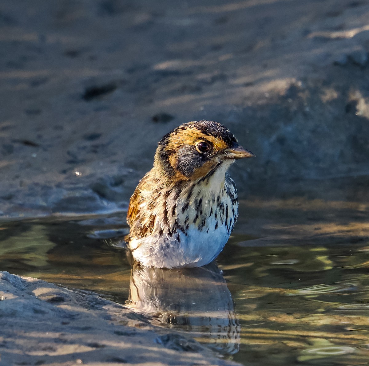 Saltmarsh Sparrow - ML647176680
